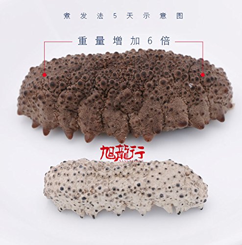 XLSEAFOOD Sun Dried Wild Caught Mexico Sea Cucumber AAA Grade Size Large 454g