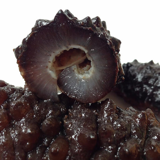 Premium Quality Dried Atlantic Sea Cucumber for Nutritional and Health Food