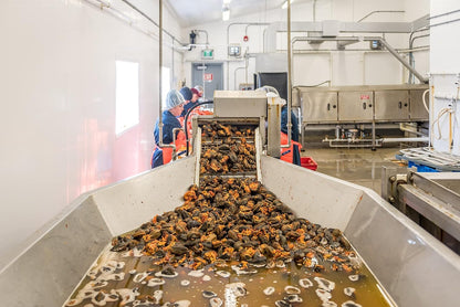 ROSALYN Premium Deep Sea Atlantic Canada Wild Caught Sea Cucumber Dried Canadian Food Inspection Agency Certified | Whole Cut-454 Grams 8 Years(WC- Pack 12)