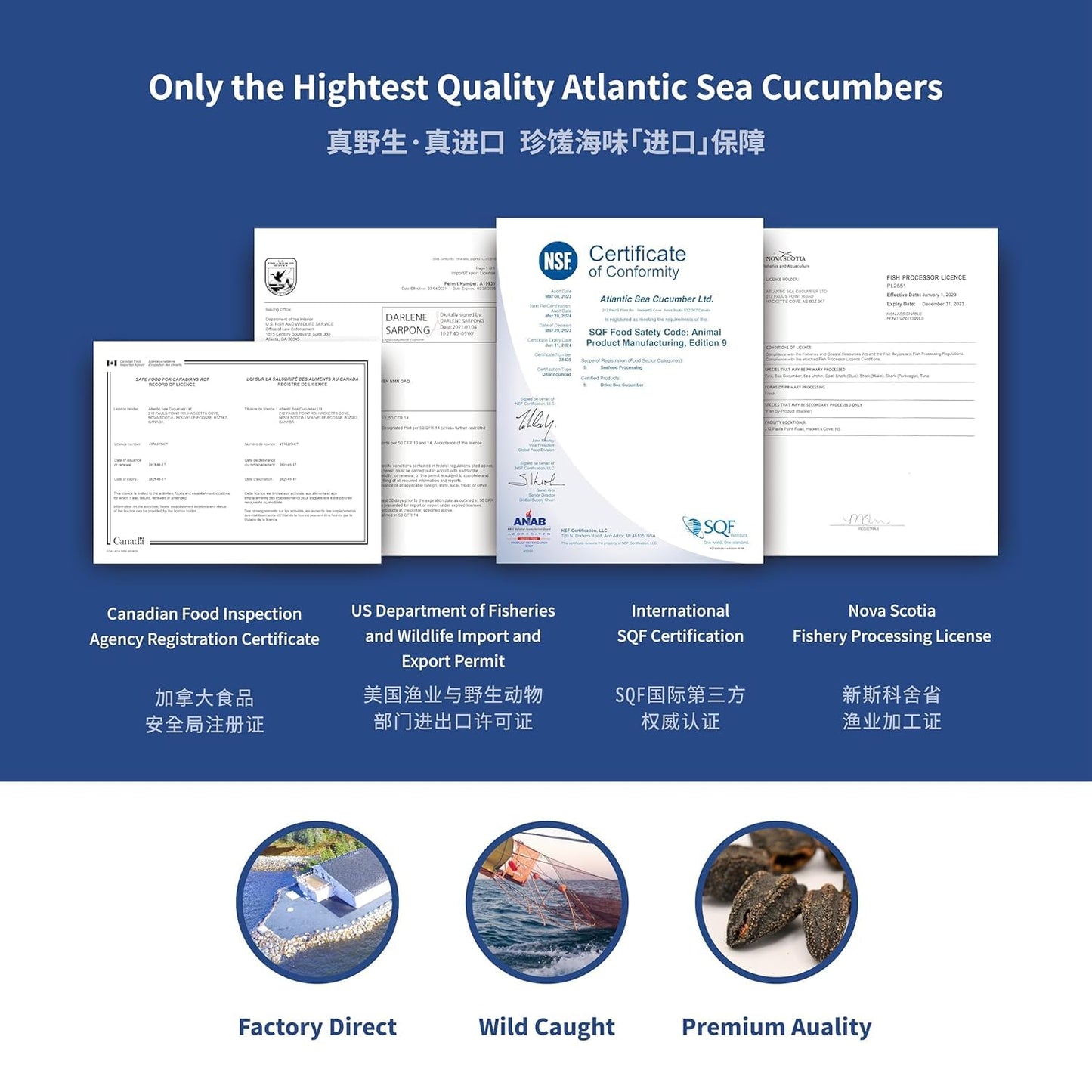 ROSALYN Premium Deep Sea Atlantic Canada Wild Caught Sea Cucumber Dried Canadian Food Inspection Agency Certified | Whole Cut-454 Grams 8 Years(WC- Pack 12)