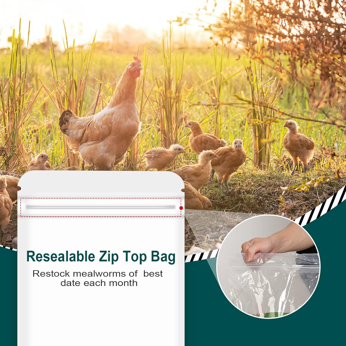 22 LBS Non-GMO Dried Mealworms for Wild Bird Chicken Fish,High-Protein,Large Meal Worms.